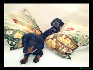 Miniature Dachshund dogs MINI DACHSHUND READY TO LEAVE - Advert 17