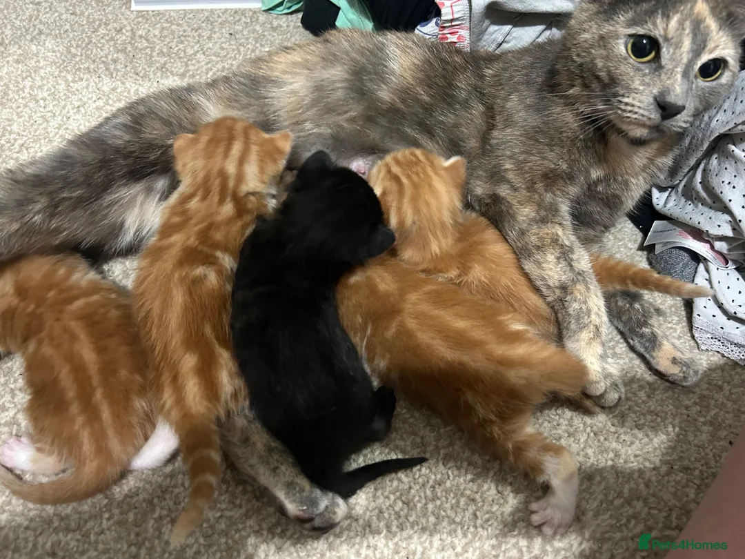 Domestic Shorthair cats for sale: Four beautiful kittens 9 weeks, READY TO GO! - Advert 1