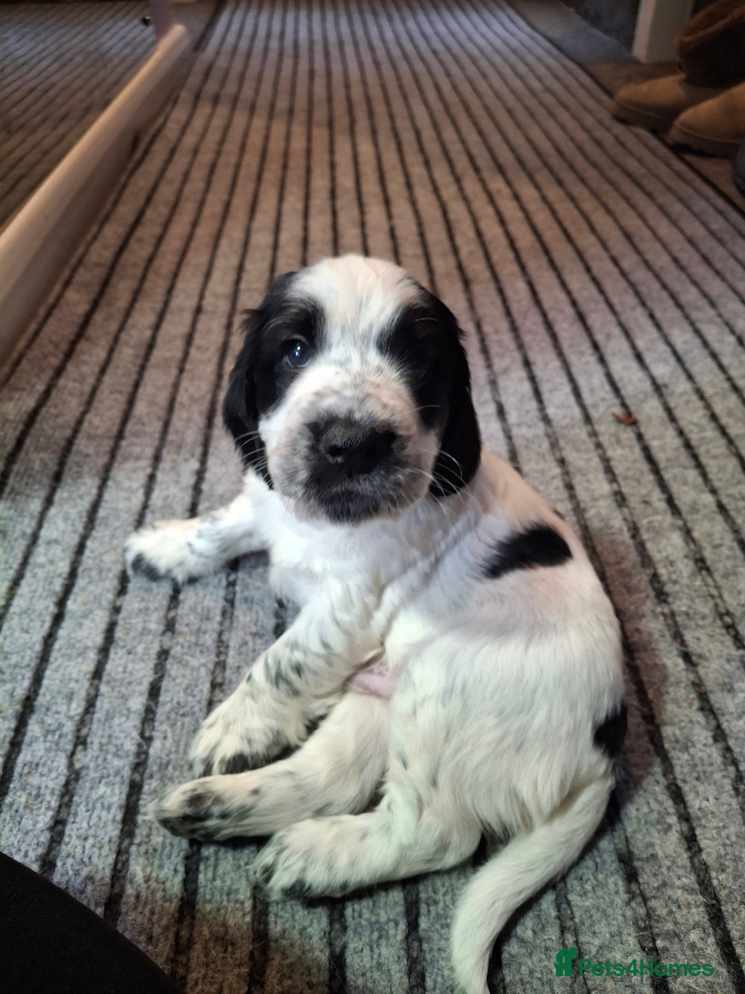 Cocker Spaniel dogs for sale: Beautiful cocker spaniel boys - Image 12
