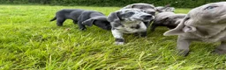 Labrador Retriever dogs for sale: Labrador Retriever Pups – Merle, Silver & Charcoal - Advert 5