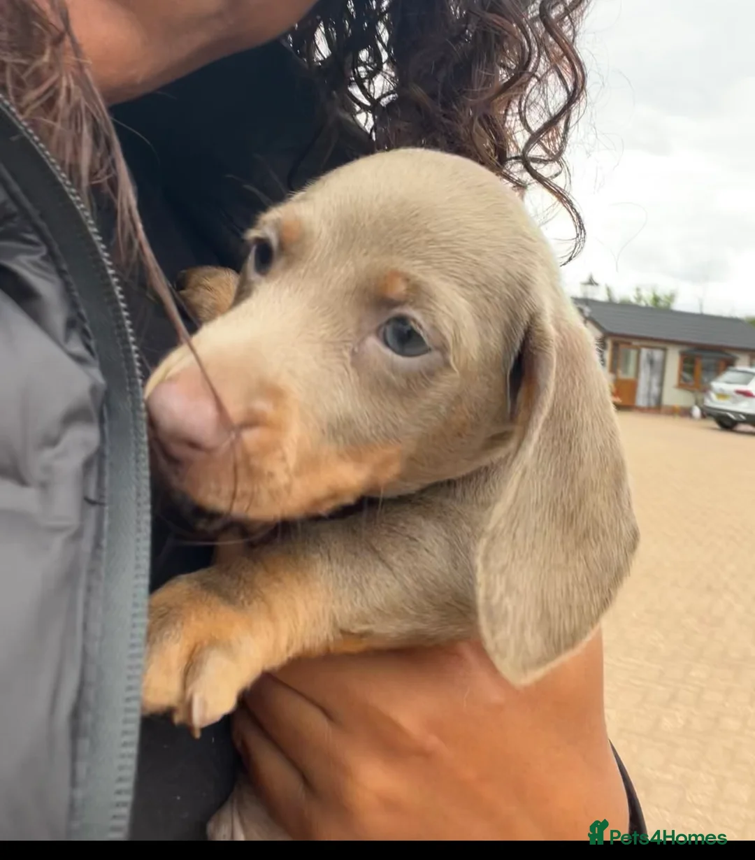 Miniature Dachshund dogs for sale: Dachshund  - Advert 12