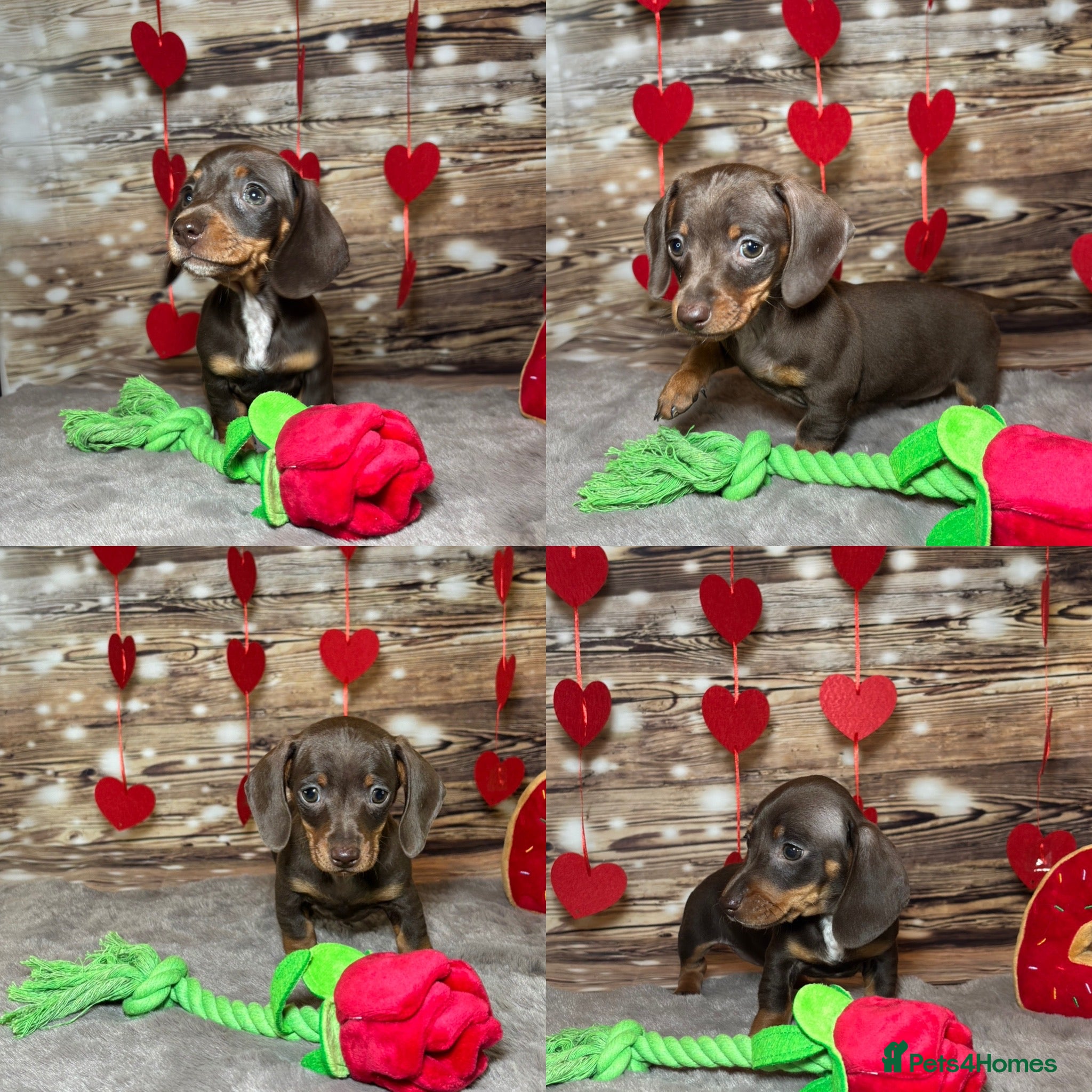 Miniature Dachshund dogs Outstanding tiny smooth coat dachshund  - Advert 16