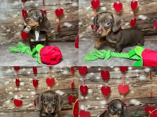 Miniature Dachshund dogs Outstanding tiny smooth coat dachshund - Advert 16