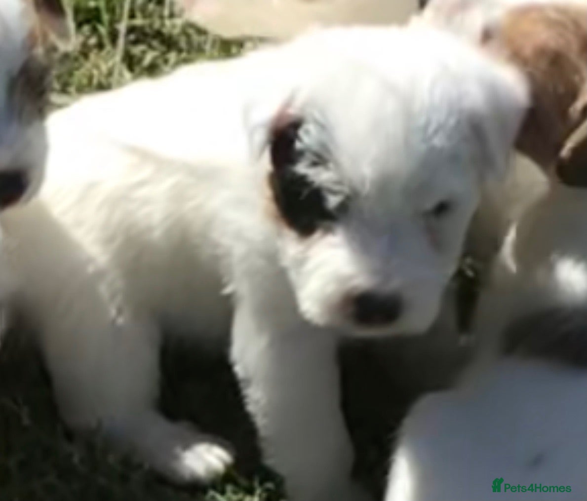 Parson Russell dogs Parson Russell Terriers Pups. - Advert 4