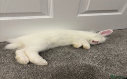 Mixed Breed rabbits for sale: Junior - male bun looking for a 🏡 - Advert 3