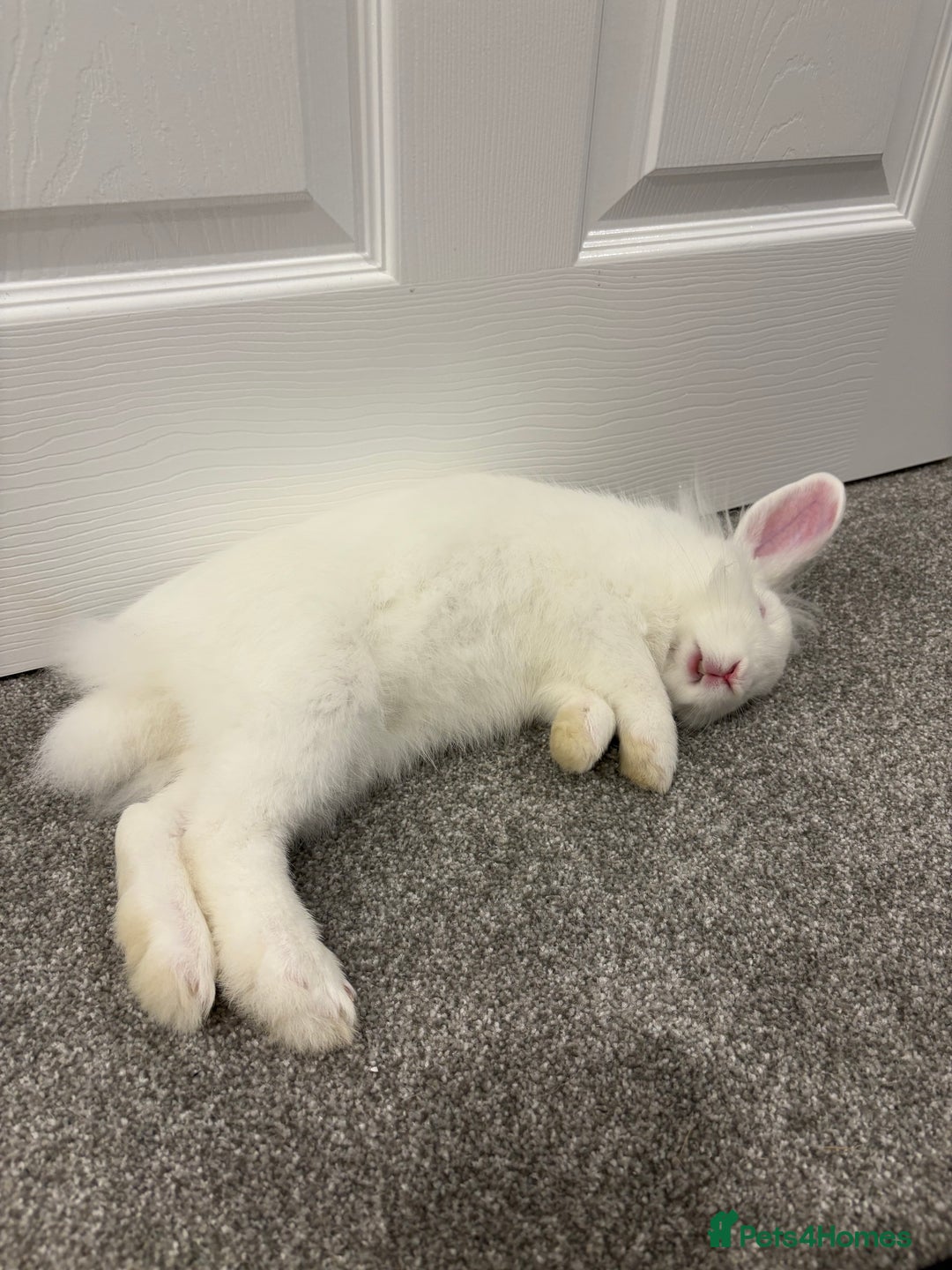 Mixed Breed rabbits for sale: Junior - male bun looking for a 🏡 - Advert 3