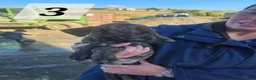 Lurcher dogs for sale: Lurcher Pups Ready To Leave Now - Advert 9