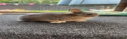 Netherland Dwarf rabbits for sale: Two beautiful opal Netherland dwarfs  - Advert 5
