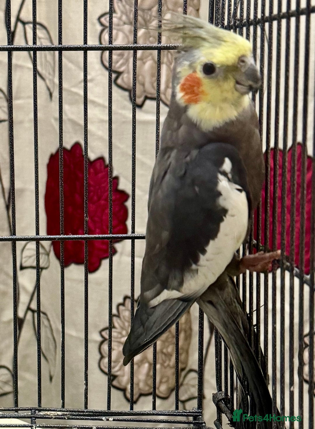 Cockatiels birds for sale: Baby Male Cockatiel - lovely condition   - Advert 1