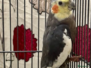 Cockatiels birds Baby Male Cockatiel - lovely condition - Advert 2