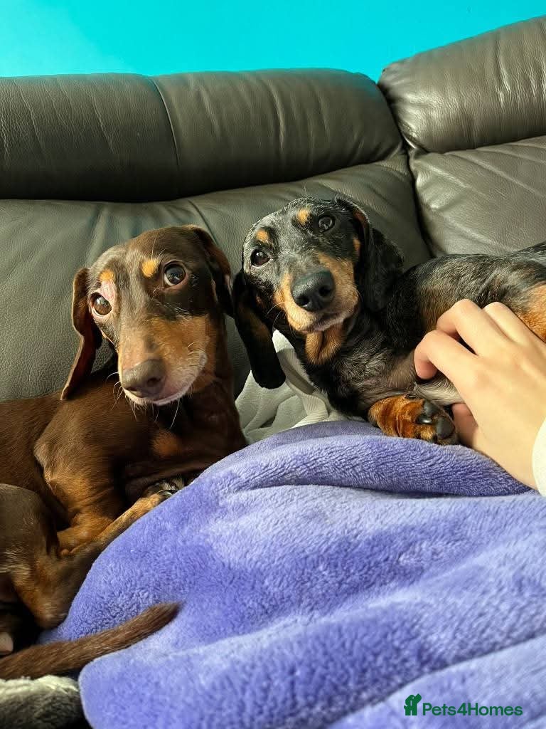 Dachshund dogs 💖🐶 ROBIN AND MOCHI 🐶💖 - Advert 15
