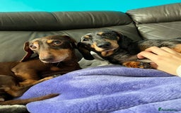 Dachshund dogs for adoption: 💖🐶 ROBIN AND MOCHI 🐶💖 - Advert 1