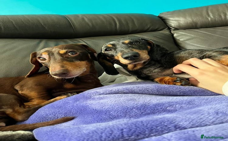 Dachshund dogs 💖🐶 ROBIN AND MOCHI 🐶💖 - Advert 1