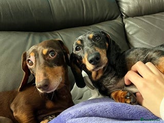 Dachshund dogs 💖🐶 ROBIN AND MOCHI 🐶💖 - Advert 5
