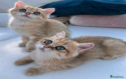 British Shorthair cats for sale:  **   ** : BSH Golden champion lines - Advert 16