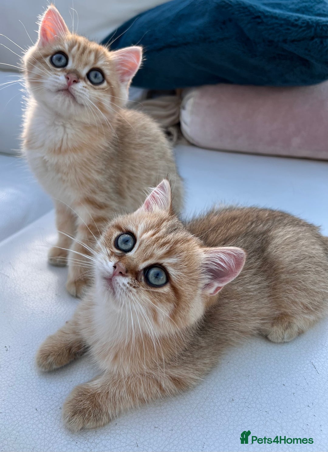 British Shorthair cats for sale:  **   ** : BSH Golden champion lines - Advert 16