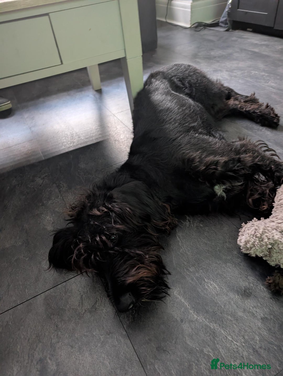 Labradoodle dogs for sale: 🐾 Labradoodle Puppies Expected Mid-January 🐾 - Advert 2