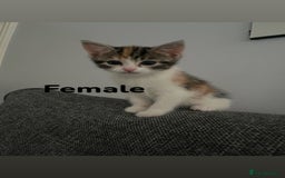 Bengal cats for sale: bengal mixed kittens  - Image 1