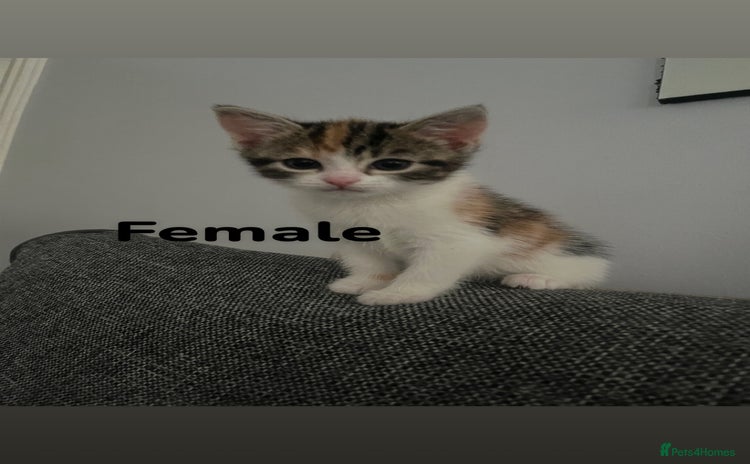 Bengal cats - Advert 2