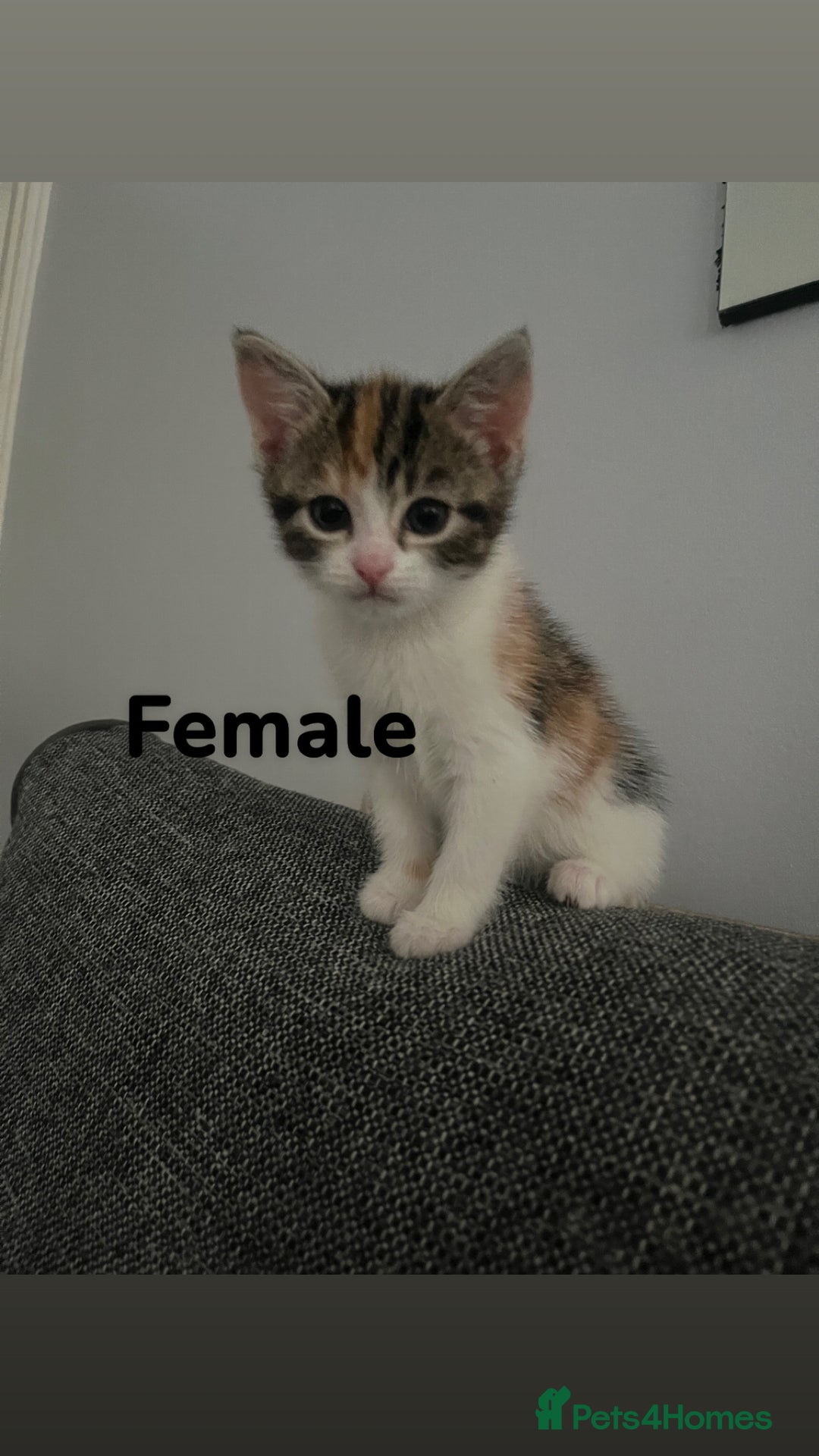 Bengal cats for sale: bengal mixed kittens  - Image 1