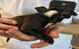 Mixed Breed dogs for sale: French Bulldog x Staffie Puppies - Rare colours - Image 14
