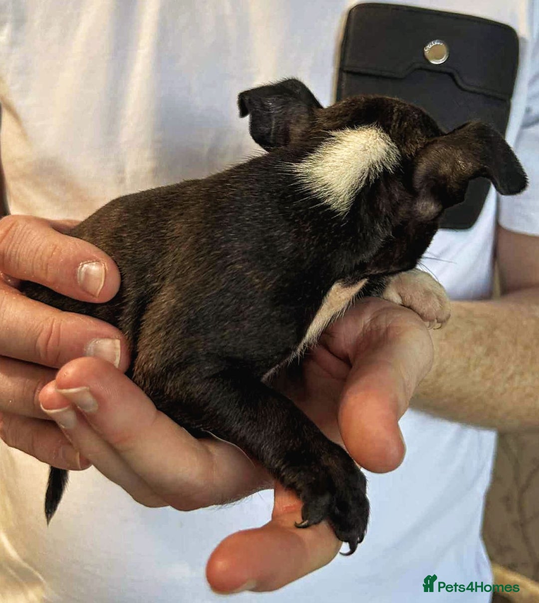 Mixed Breed dogs for sale: French Bulldog x Staffie Puppies - Rare colours - Image 14