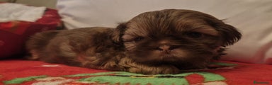 Shih Tzu Puppy 2