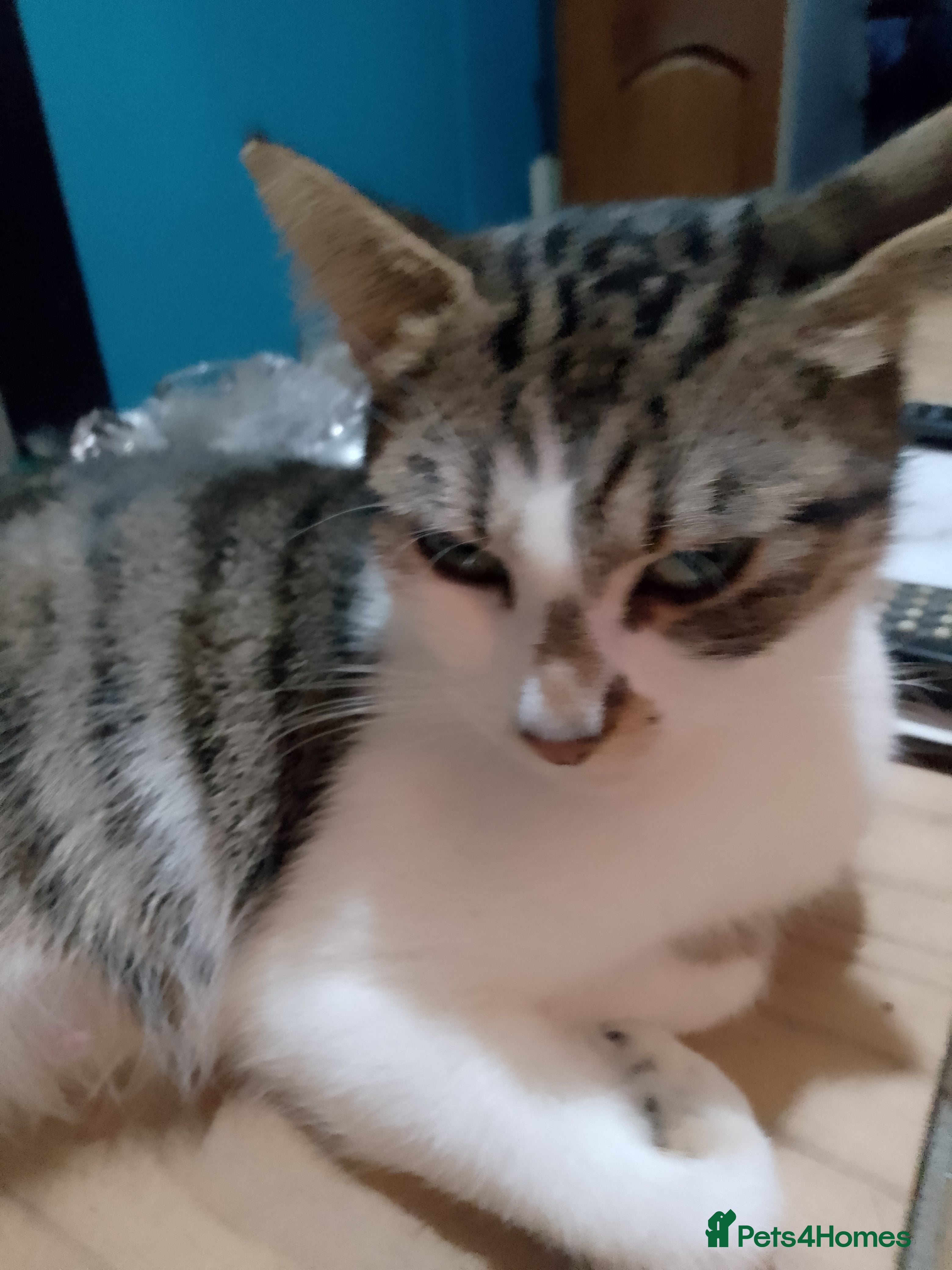 Mixed Breed cats Beautiful kittens  - Advert 2