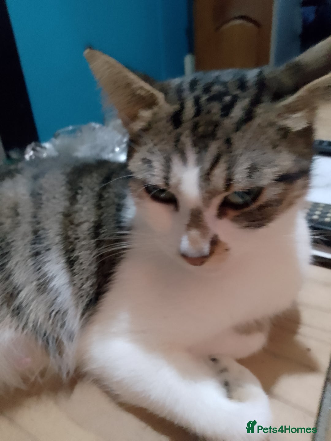 Mixed Breed cats for sale: Beautiful kittens  - Advert 1