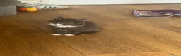 Mixed Breed cats for sale: Beautiful mixed grey kittens - Advert 15
