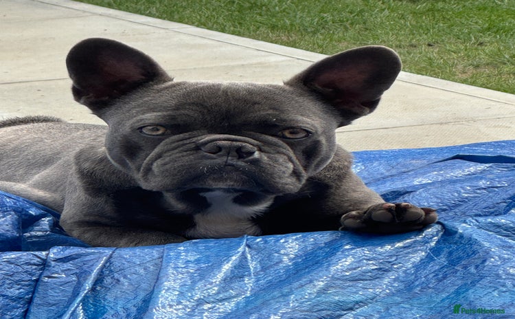 French Bulldog dogs - Advert 10