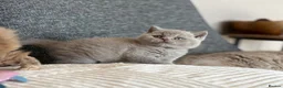 British Shorthair cats for sale: British Shorthair Kittens - Advert 7