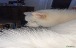 Samoyed dogs for sale: 10 Month Old Samoyed Ready for His Forever Home! - Image 2