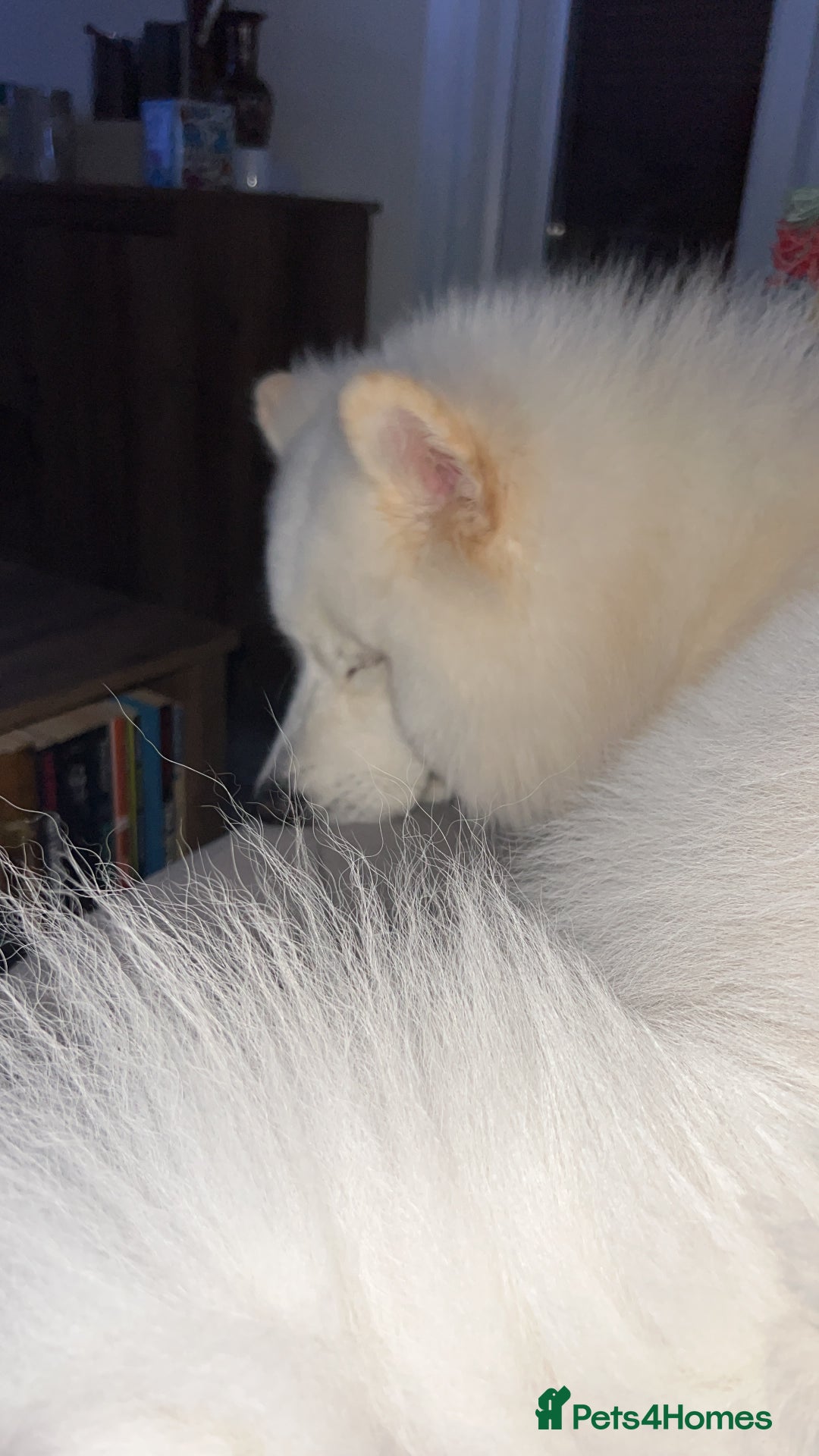 Samoyed dogs for sale: 10 Month Old Samoyed Ready for His Forever Home! - Image 2