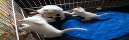 Ragamese cats for sale: Fluffy Ragdoll Cross Siamese Kittens - Advert 5