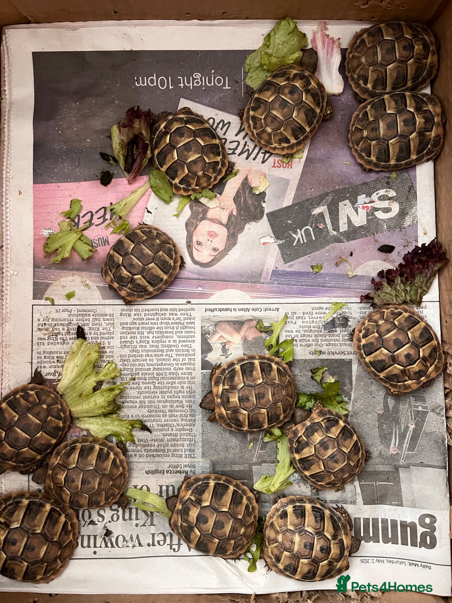 Tortoise reptiles Stunning baby Hermann Tortoises CB in the UK - Advert 2