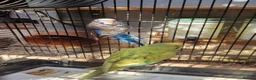 Budgerigars birds for sale: 4x budgie chicks £40 each ready now - Advert 19