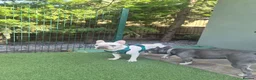 French Bulldog dogs for sale: Male Platinum Frenchie in Croydon - Advert 5