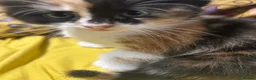 Domestic Shorthair cats for sale: 4 beautiful kittens in Loughborough - Advert 11