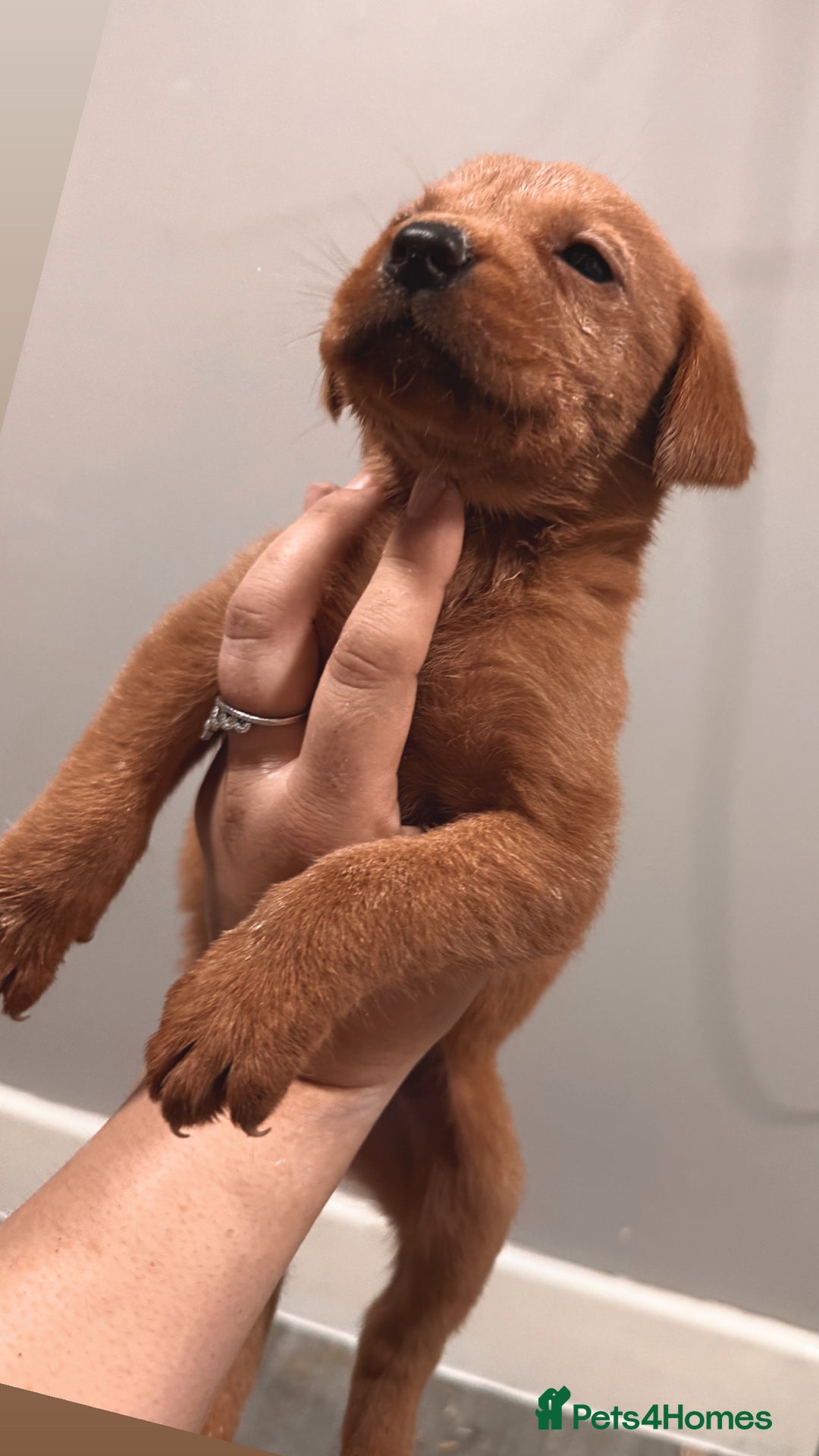 Labrador Retriever dogs for sale: Beautiful, fox red labradors - Advert 13