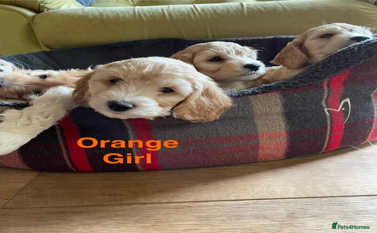 Cockapoo dogs - Advert 1