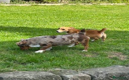 Jack Russell dogs for sale: Beautiful Rare Merle Mini Jack Russell Puppies  - Image 15