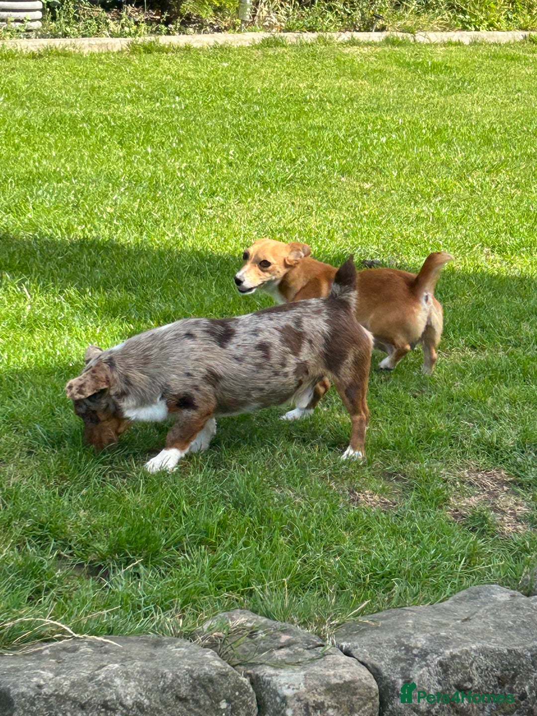 Jack Russell dogs for sale: Beautiful Rare Merle Mini Jack Russell Puppies  - Image 15
