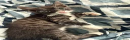 Bengal cats for sale: 🐾 Beautiful Bengal x Maine Coon Kittens 🐾 - Advert 28