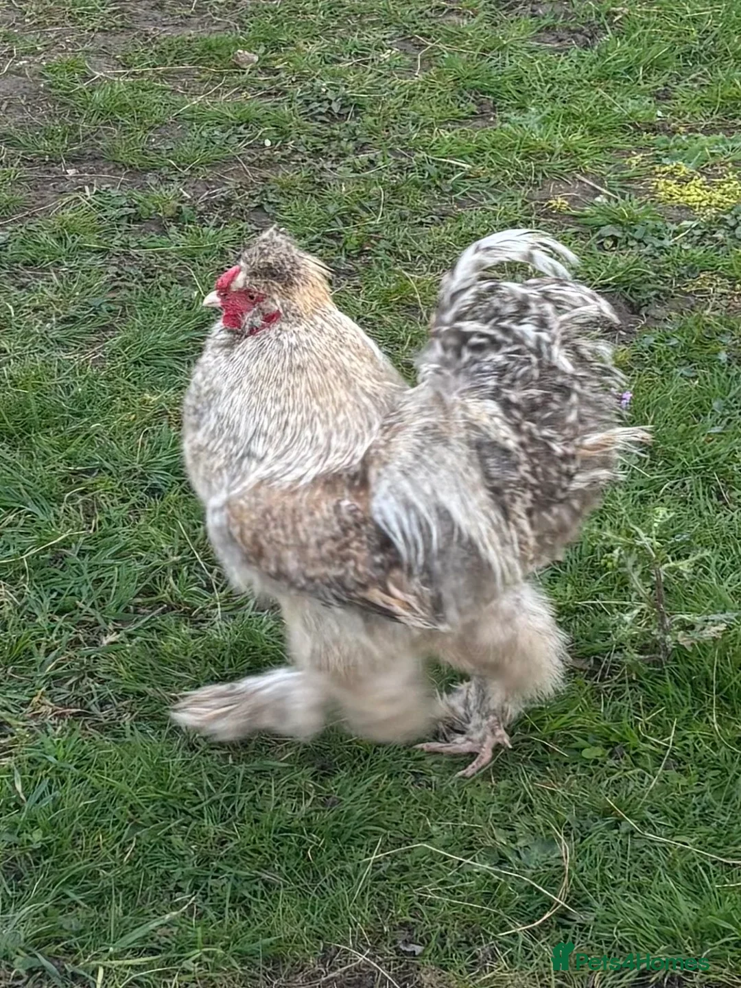 Chickens poultry for sale: Bantam x Silkie cockerel  in Huntingdon - Advert 2