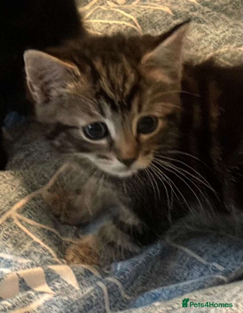 Mixed Breed cats Beautiful tabby tabby/white kittens - Advert 18