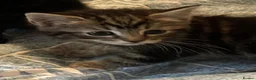 Mixed Breed cats for sale: Beautiful tabby tabby/white kittens in Lydney - Advert 4