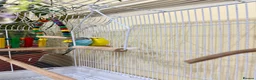 Budgerigars birds for sale: 2 Beautiful Budgerigars  - Advert 4