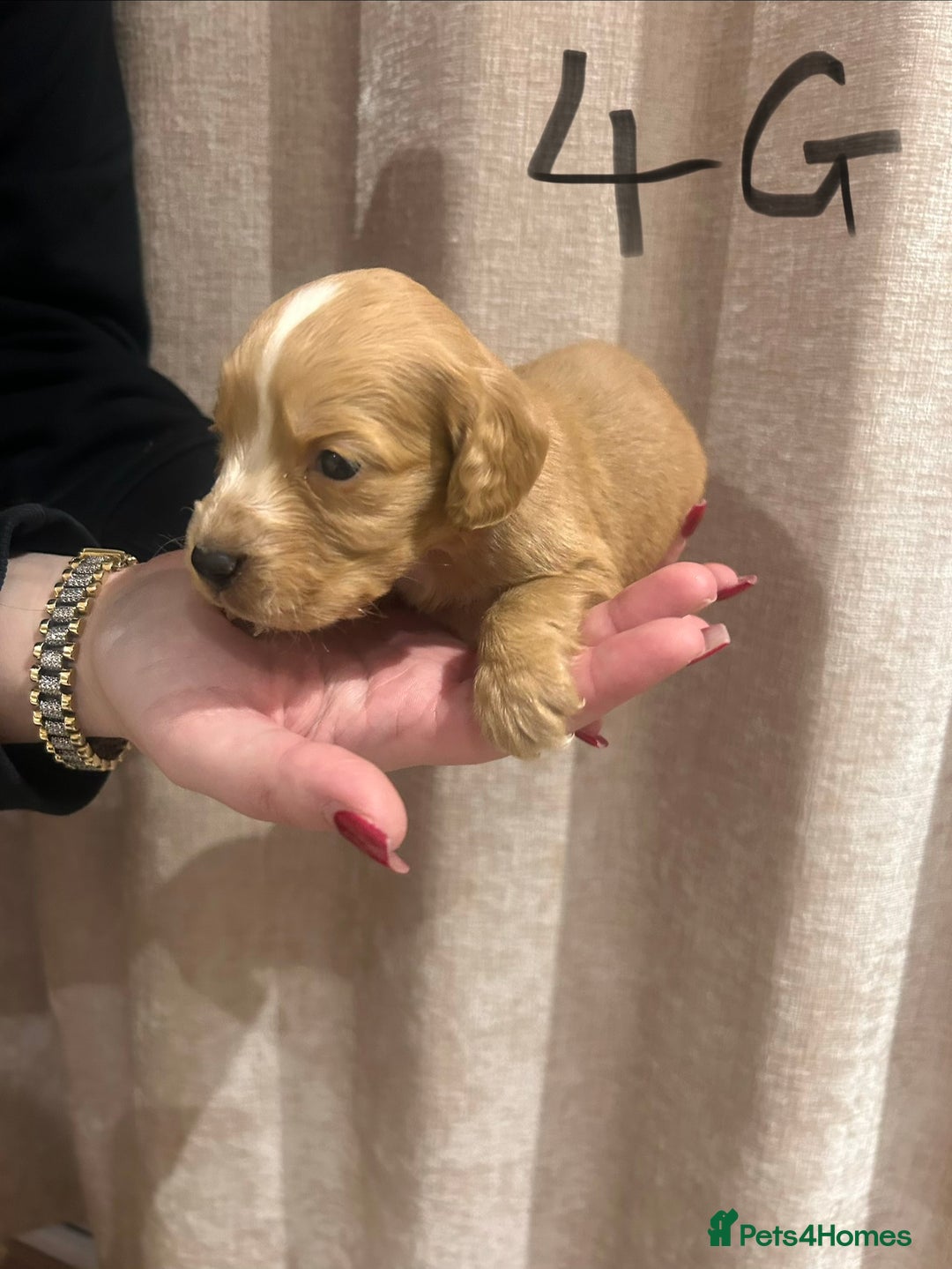 Cocker Spaniel dogs for sale: Cocker spaniel puppies - Advert 4