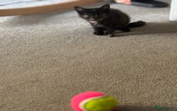 Mixed Breed cats for sale: 3 kittens for sale.  - Image 11